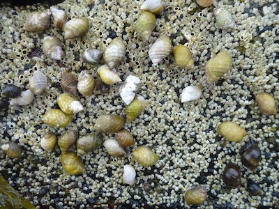 Intertidal